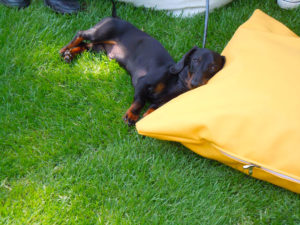 cane sui cuscini nel Giardino per Cani a Giardini e terrazzi 2012 | ecoEsternocontemporaneo
