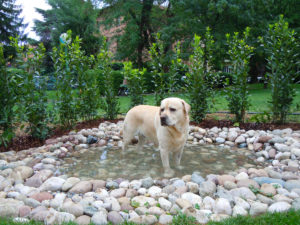 cane nel laghetto nel Giardino per Cani a Giardini e terrazzi 2012 | ecoEsternocontemporaneo